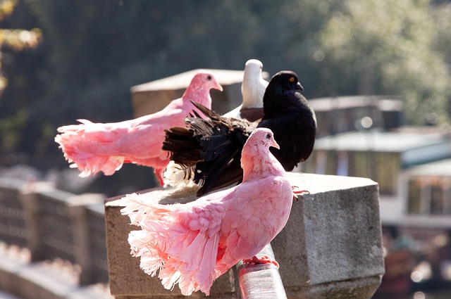 文化活动的 文化活动的